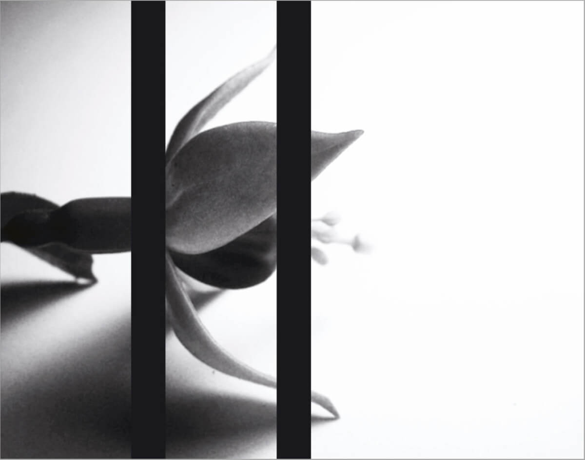 rachela abbate Fuchsia_3herbarium-series-by-Rachela-Abbate herbarium  