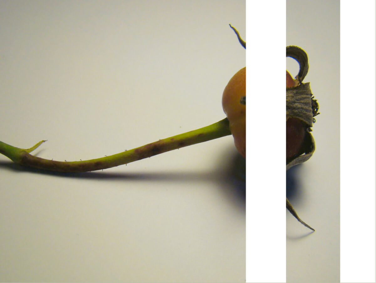 rachela abbate rosehip_herbarium-series-by-Rachela-abbaet herbarium 